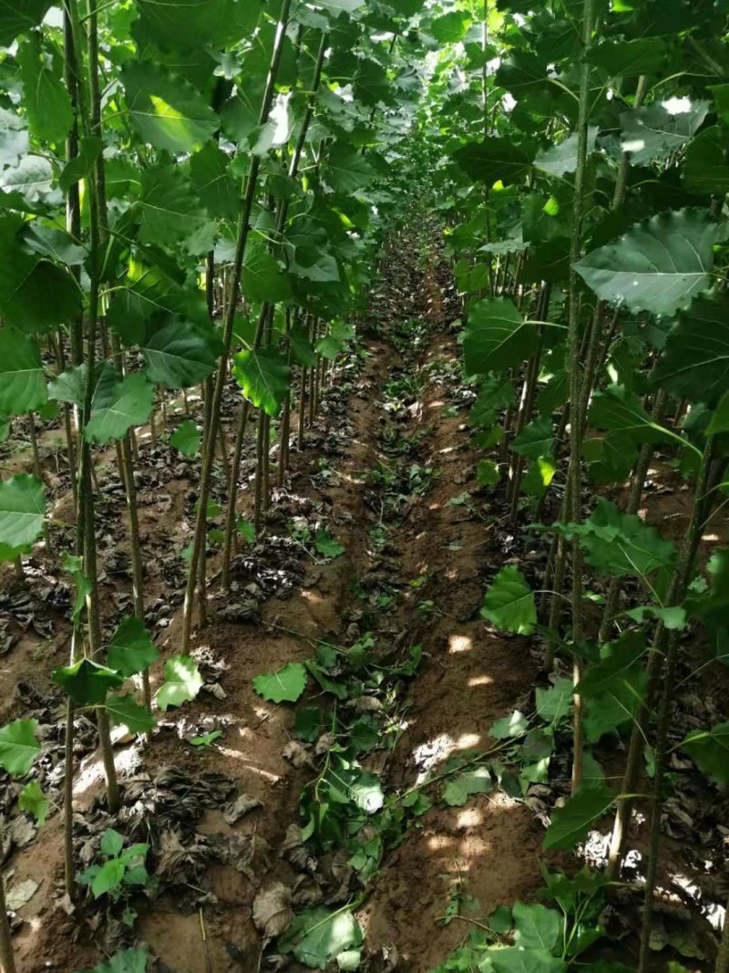 白杨树苗大量供应产地直销一手货源全国各地物流班车发货质量