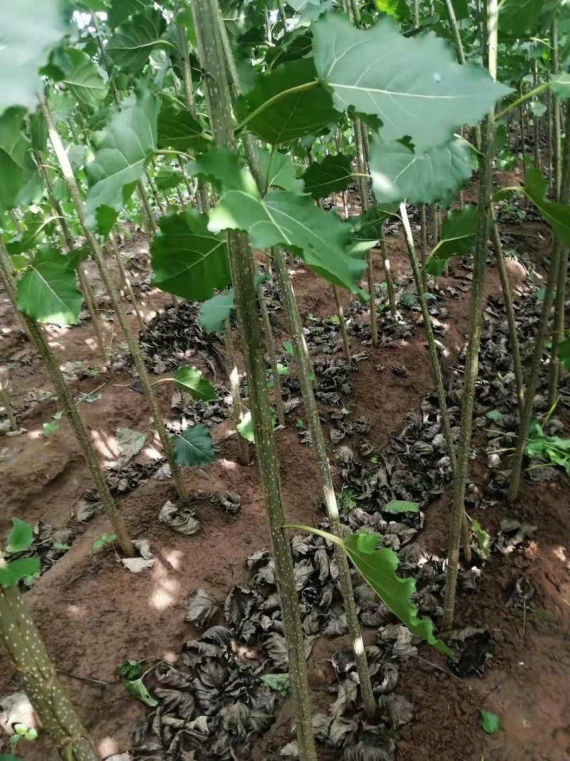 白杨树苗大量供应产地直销一手货源全国各地物流班车发货质量