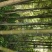 大量供应4到12米楠竹，4.5香蕉竹，8米大棚竹