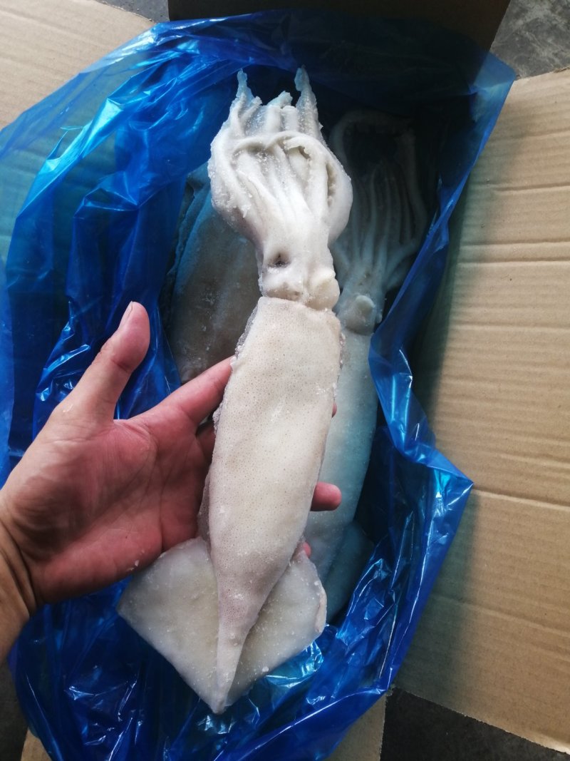 单冻鱿鱼整条鱿鱼大鱿鱼阿根廷鱿鱼品质保证