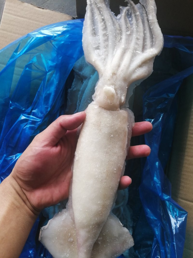 单冻鱿鱼整条鱿鱼大鱿鱼阿根廷鱿鱼品质保证