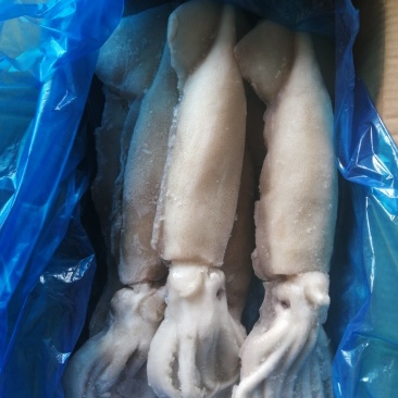 单冻鱿鱼整条鱿鱼大鱿鱼阿根廷鱿鱼品质保证