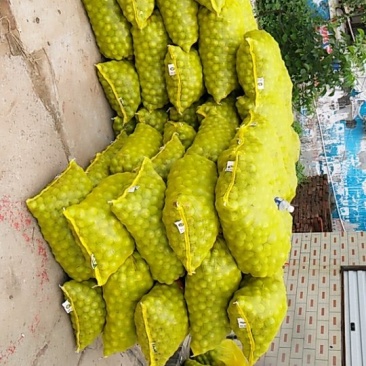 青皮核桃