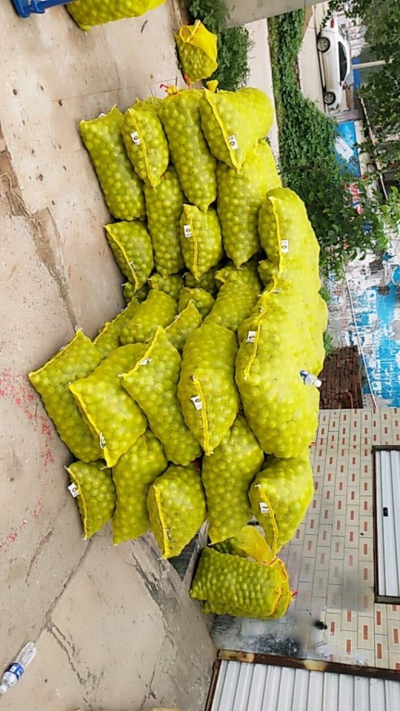 青皮核桃