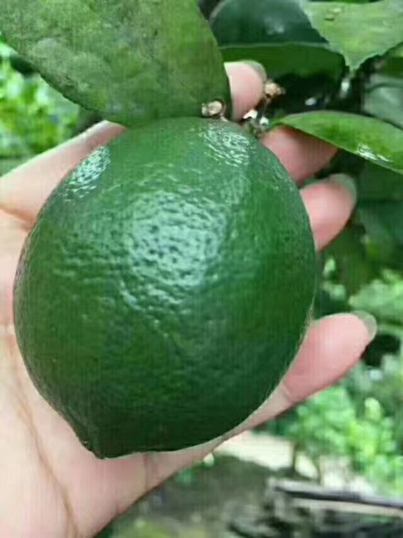 青柠檬
