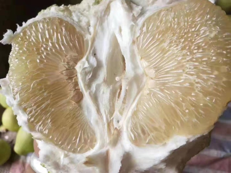 柚子（东试早）傣柚好货