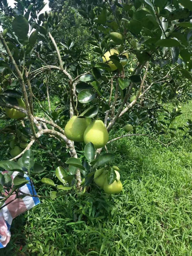 柚子（东试早）傣柚好货