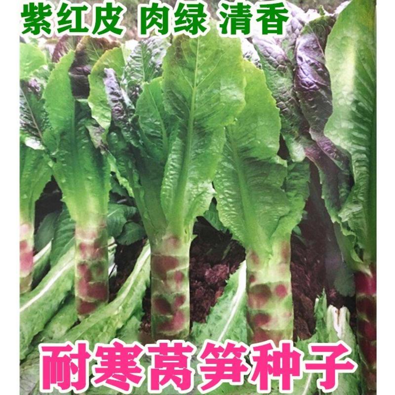 九州红霞香莴笋种子红尖叶紫皮绿肉清香味浓单株约2斤