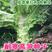 九州红霞香莴笋种子红尖叶紫皮绿肉清香味浓单株约2斤