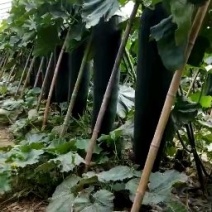 黑皮东瓜，