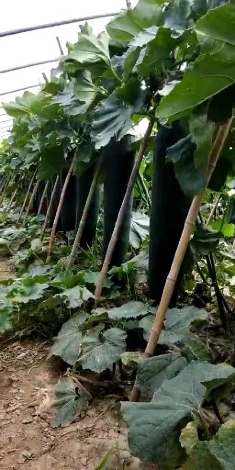 黑皮东瓜，