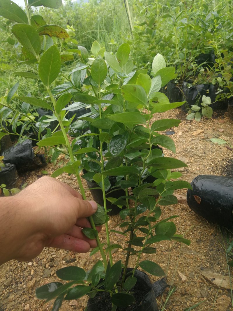 蓝莓苗早熟蓝莓苗，大果蓝莓优瑞卡