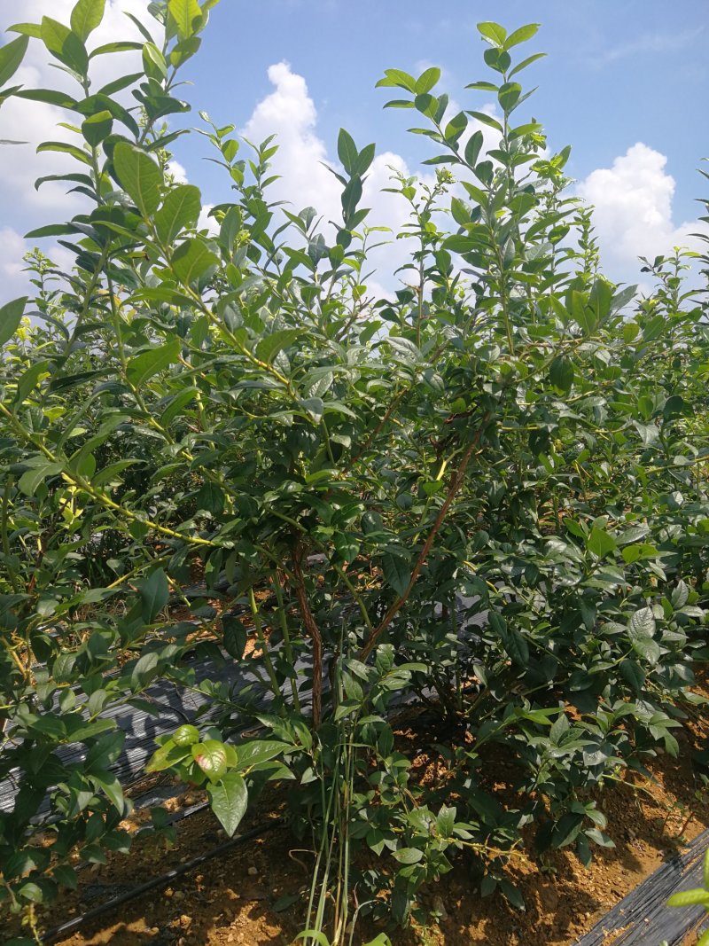 蓝莓苗早熟蓝莓苗，大果蓝莓优瑞卡