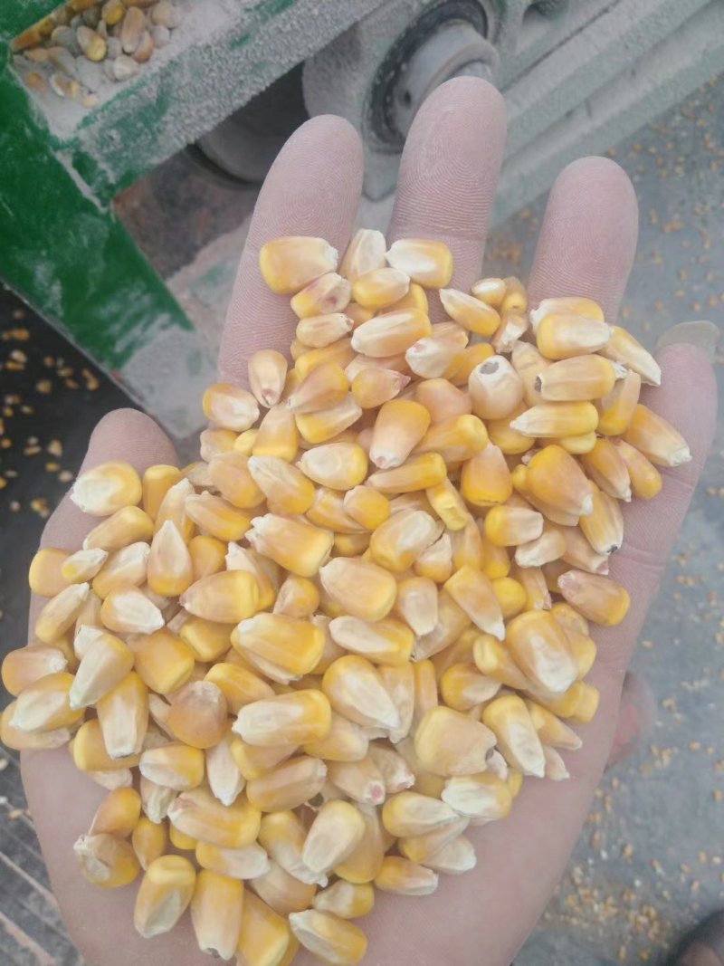 大量出售东北玉米粒