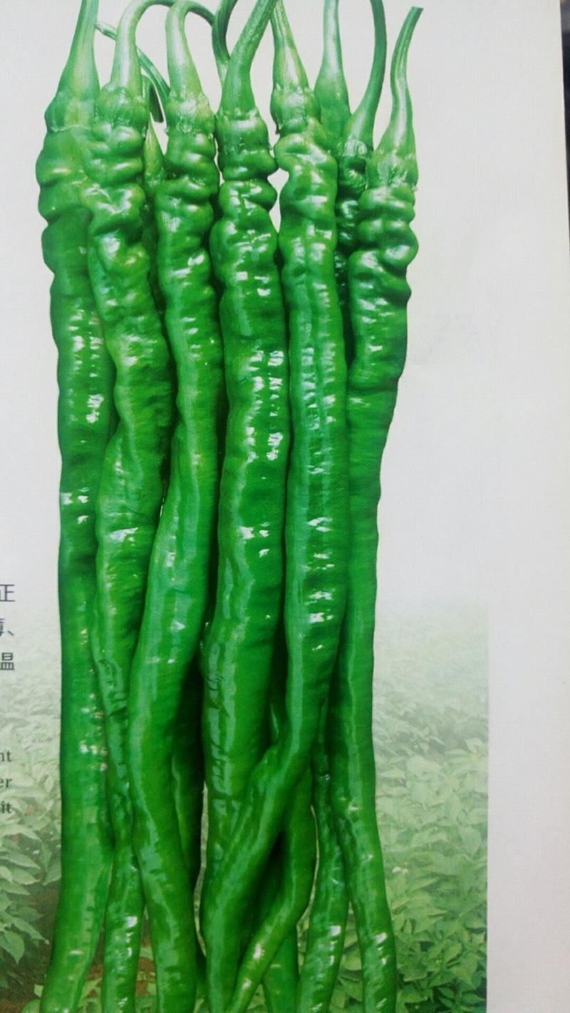 薄皮线椒种子翠绿色长线椒种子