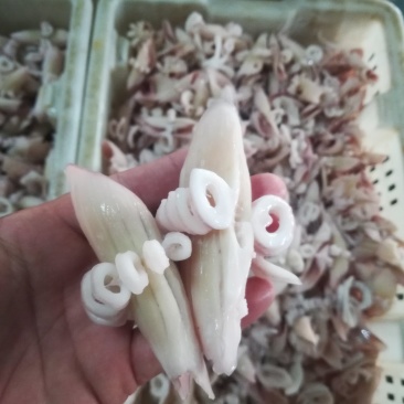鱿鱼牛角花鱿鱼牛角花鱿鱼花鱿鱼耳