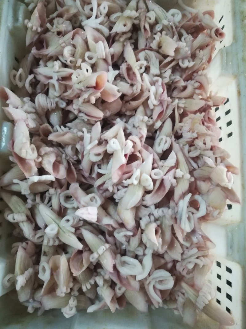 鱿鱼牛角花鱿鱼牛角花鱿鱼花鱿鱼耳