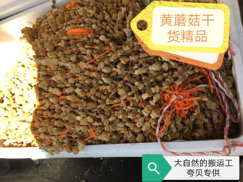 野生黄蘑菇干货精品（产地直销）