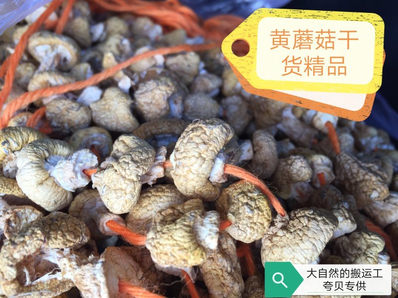 野生黄蘑菇干货精品（产地直销）