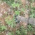 断根桂花，10/20公分大量出售