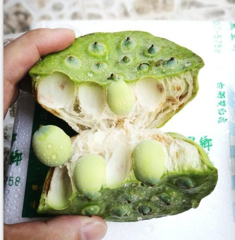 全国一件代发新鲜莲蓬现摘湖北莲蓬冰袋保鲜袋发货