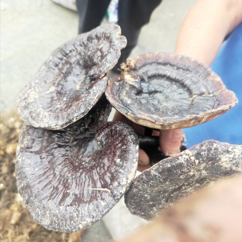 野生金蝉花，灵芝