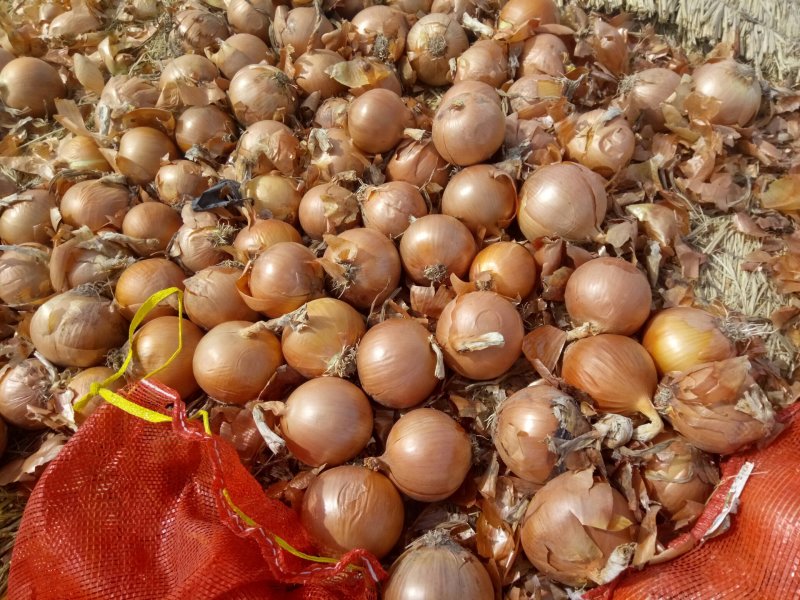黄皮洋葱5-8.8-12规格，出口东南亚或市场供应