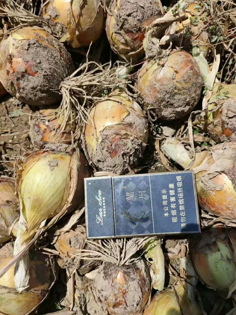 紫皮洋葱，8-12规格，一代紫葱超市首先