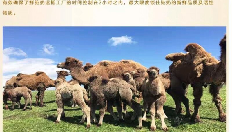 【有好货】新疆那拉纯驼奶粉350克25袋每袋14克