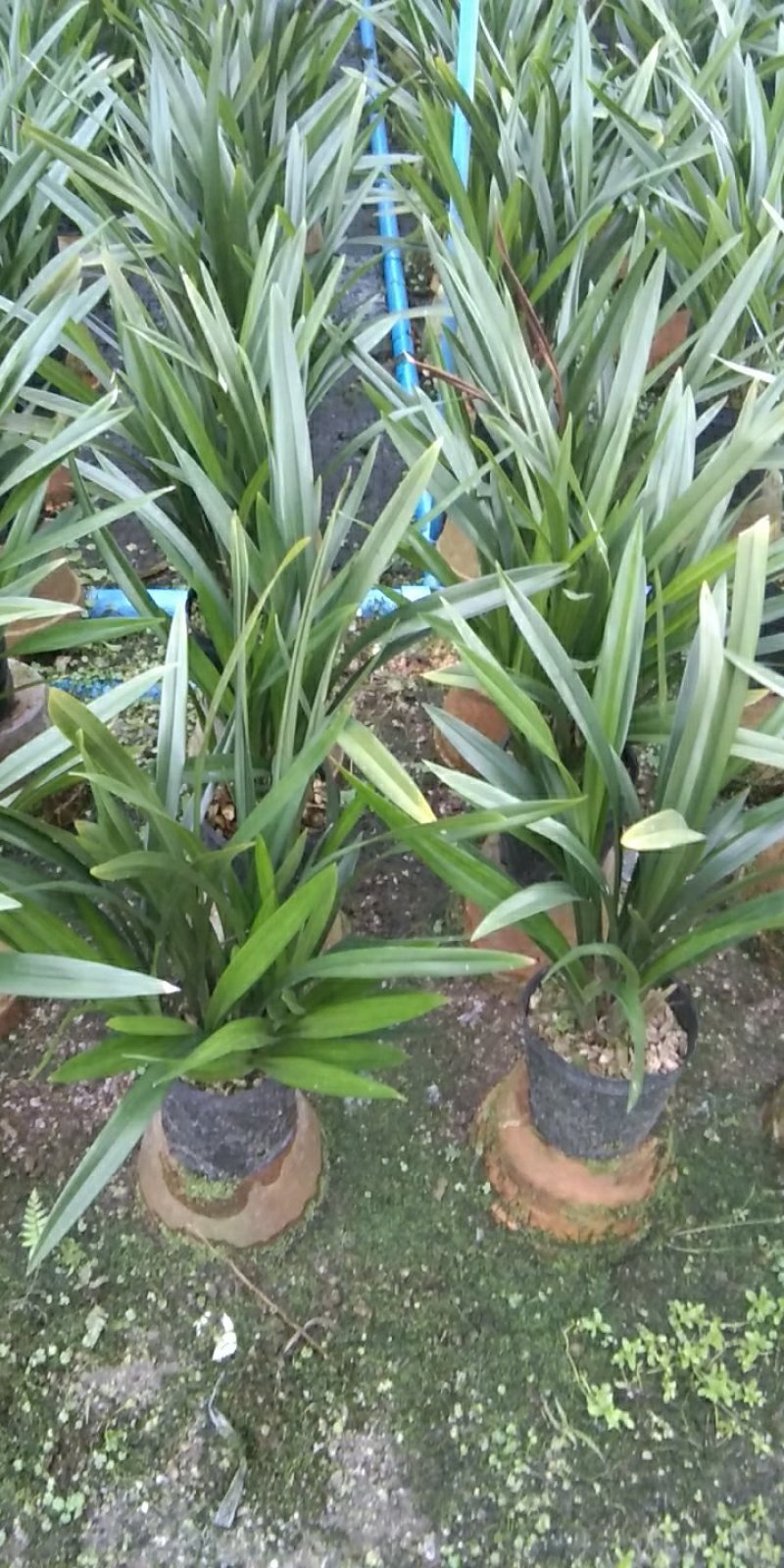 墨兰、企黑