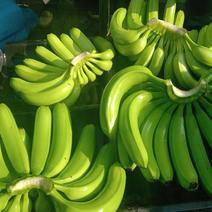 广西龙州香蕉1.2元一斤，欢迎老板订购