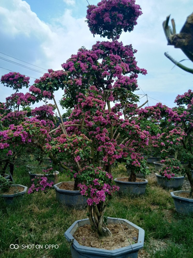 紫色三角梅叶子花盆景绿化首长