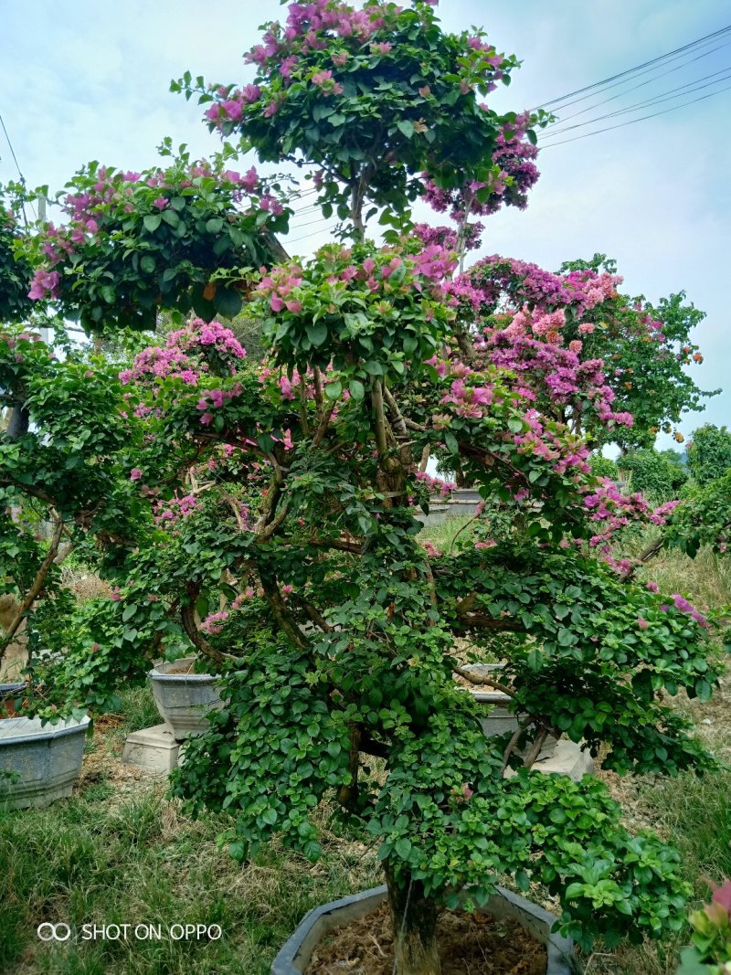 紫色三角梅叶子花盆景绿化首长