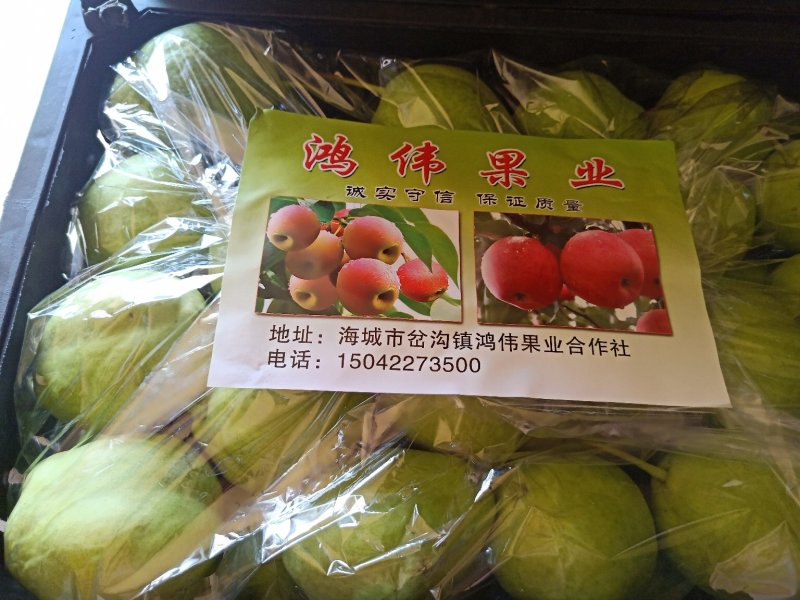 早酥梨