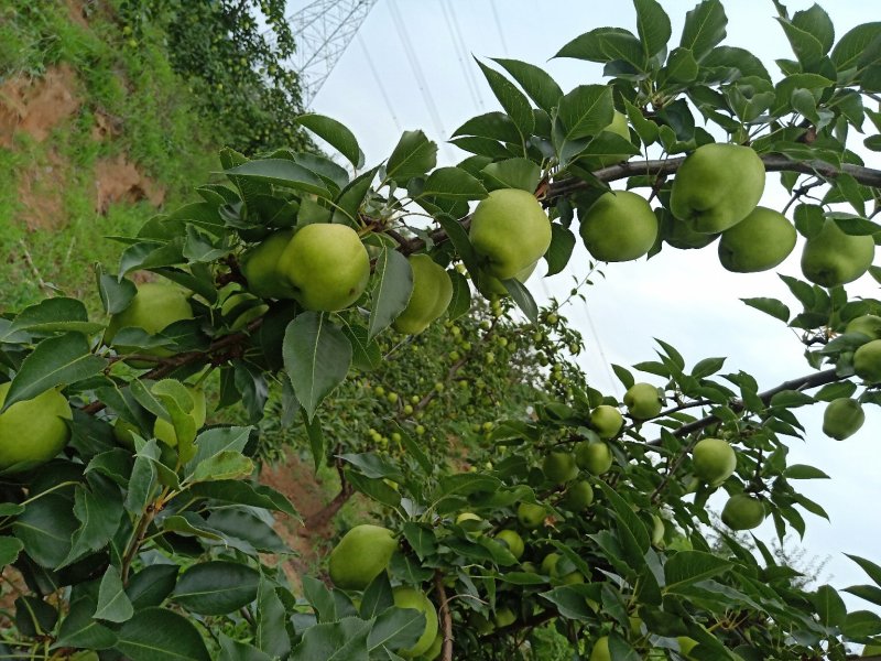 早酥梨