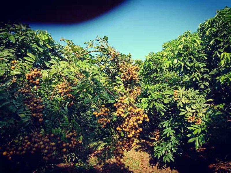 广西灵山，储良龙眼，精品果，欢迎大家咨询，电商，社区团购
