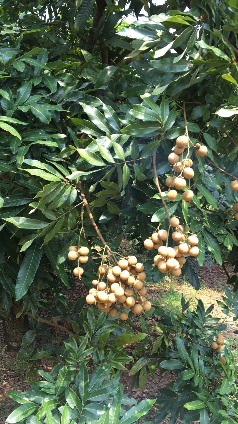 广西灵山，储良龙眼，精品果，欢迎大家咨询，电商，社区团购