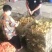 常年出售各种鸡鸭鹅苗高价回收