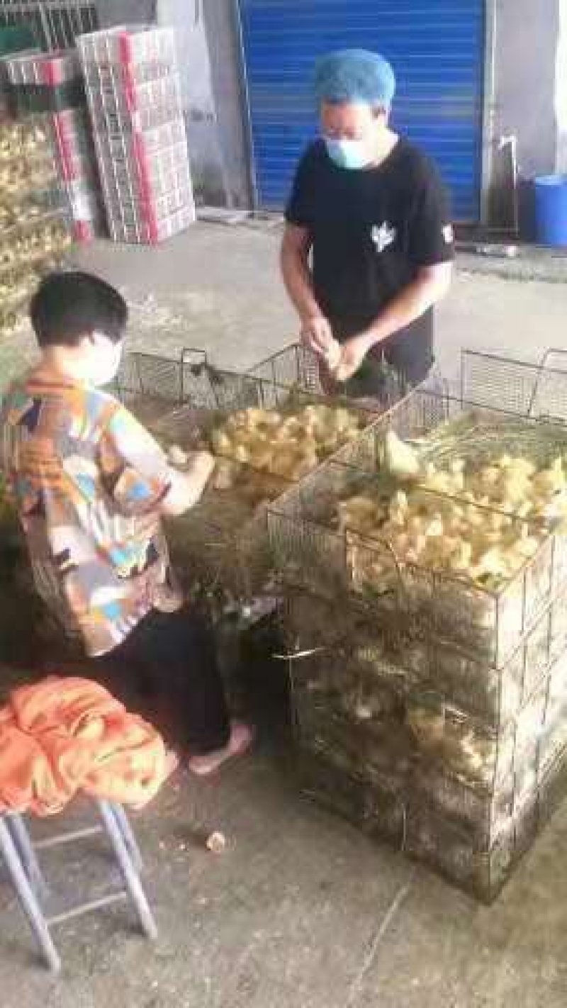 常年出售各种鸡鸭鹅苗高价回收