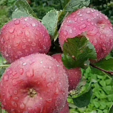 苹果