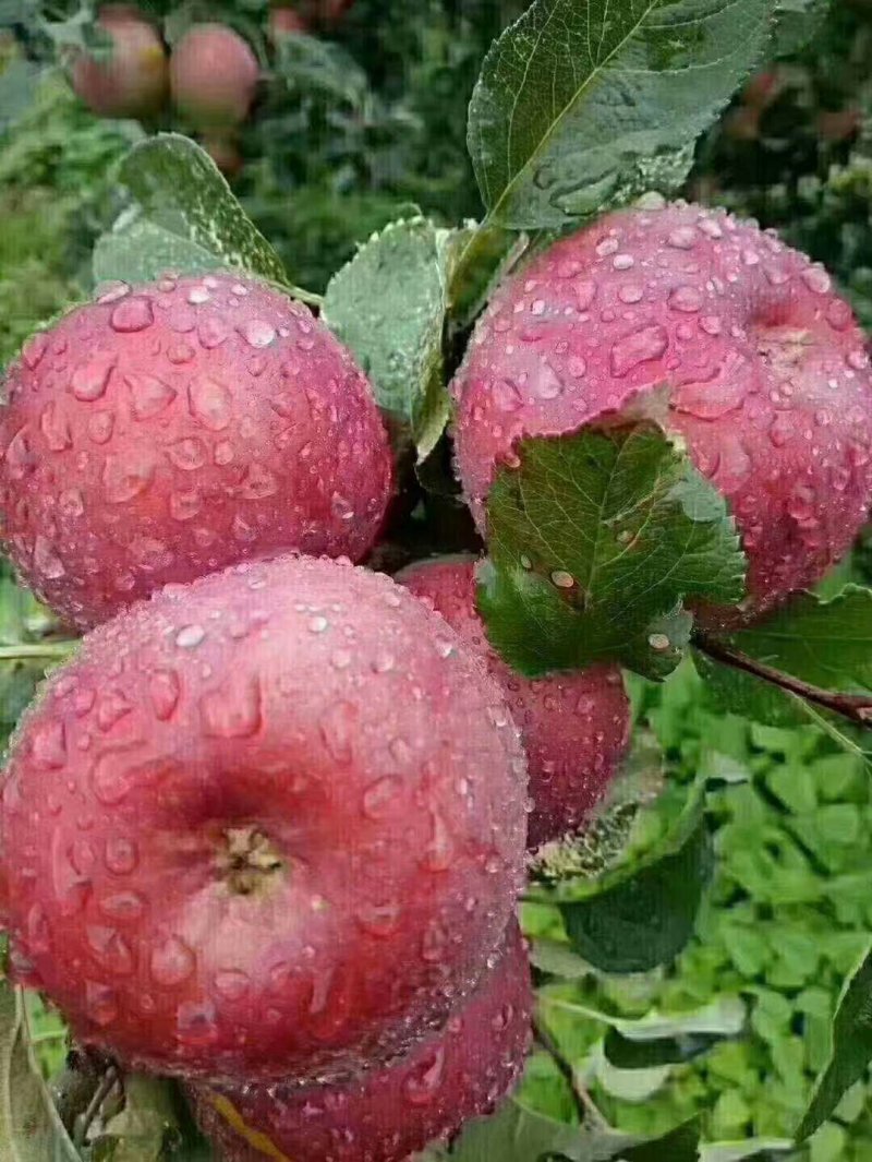 苹果