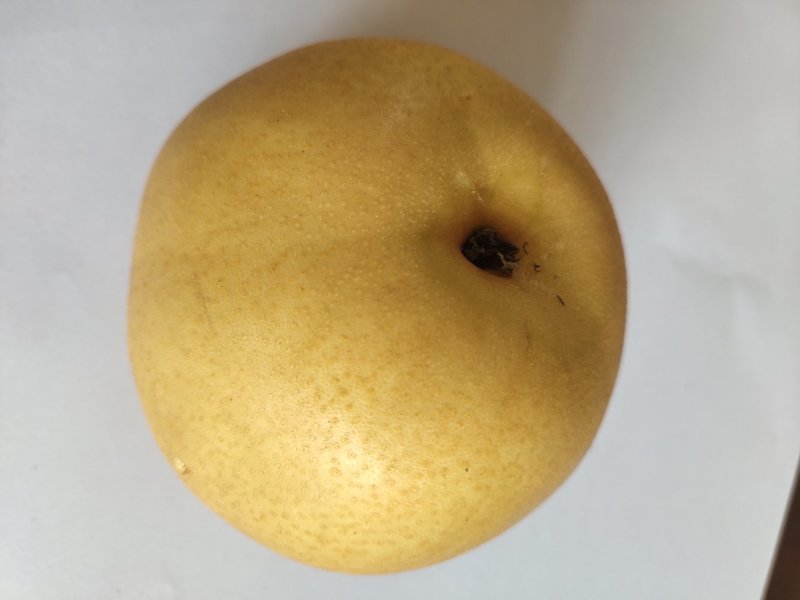 圆黄梨