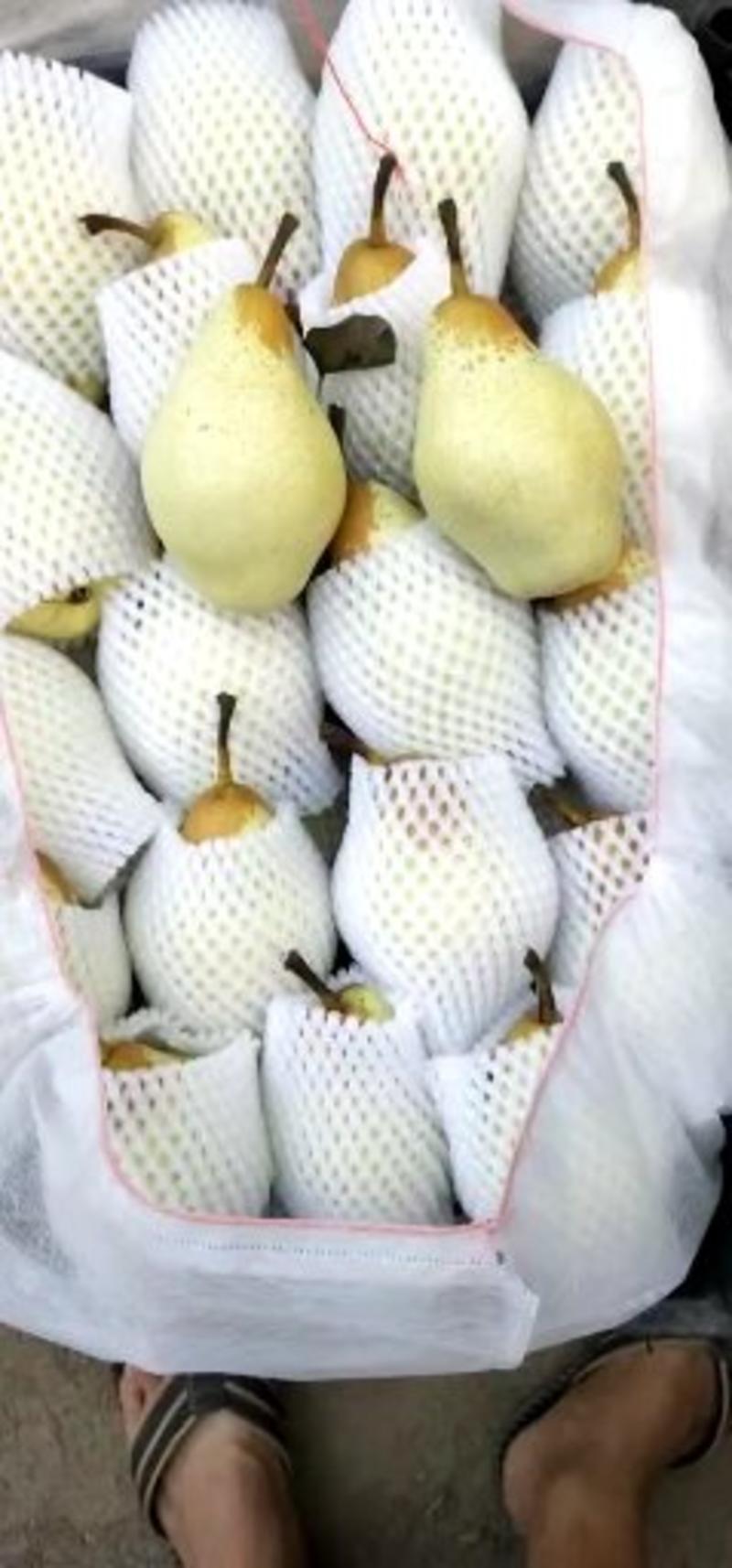 【梨】河北贵妃梨清甜酥脆应季新鲜水果全国发货