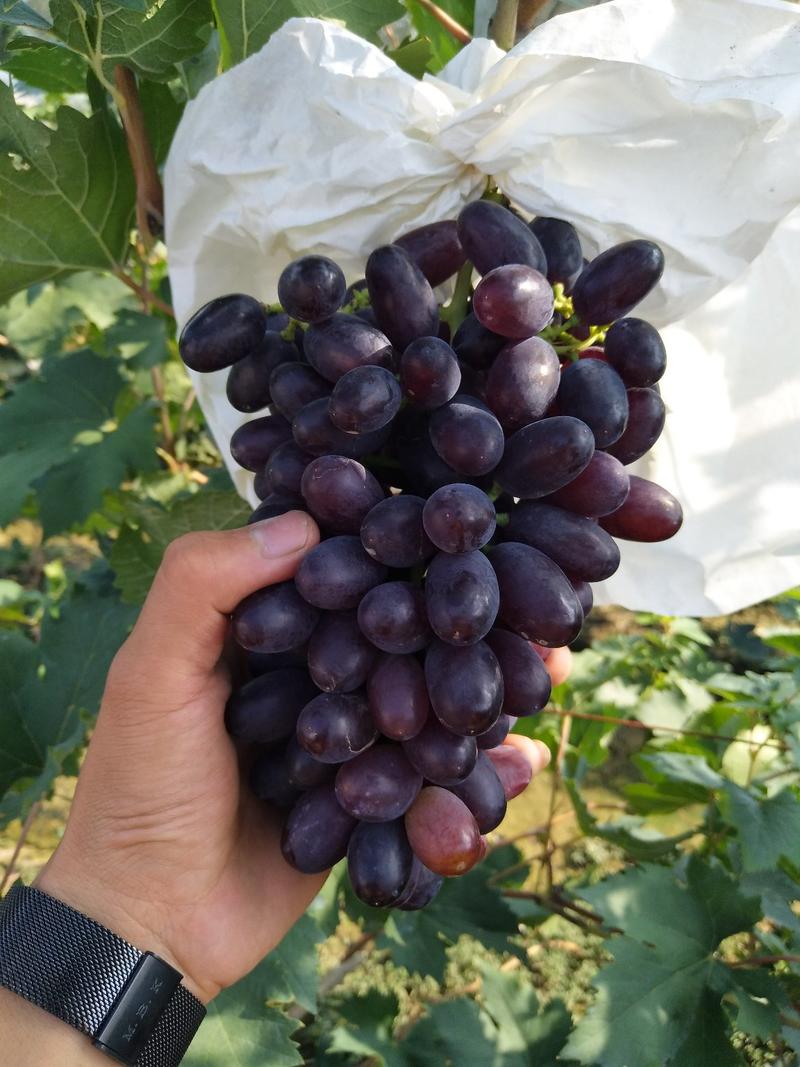 紫甜无核葡萄a17葡萄产地直供一手货源质量保证可对接电商商超