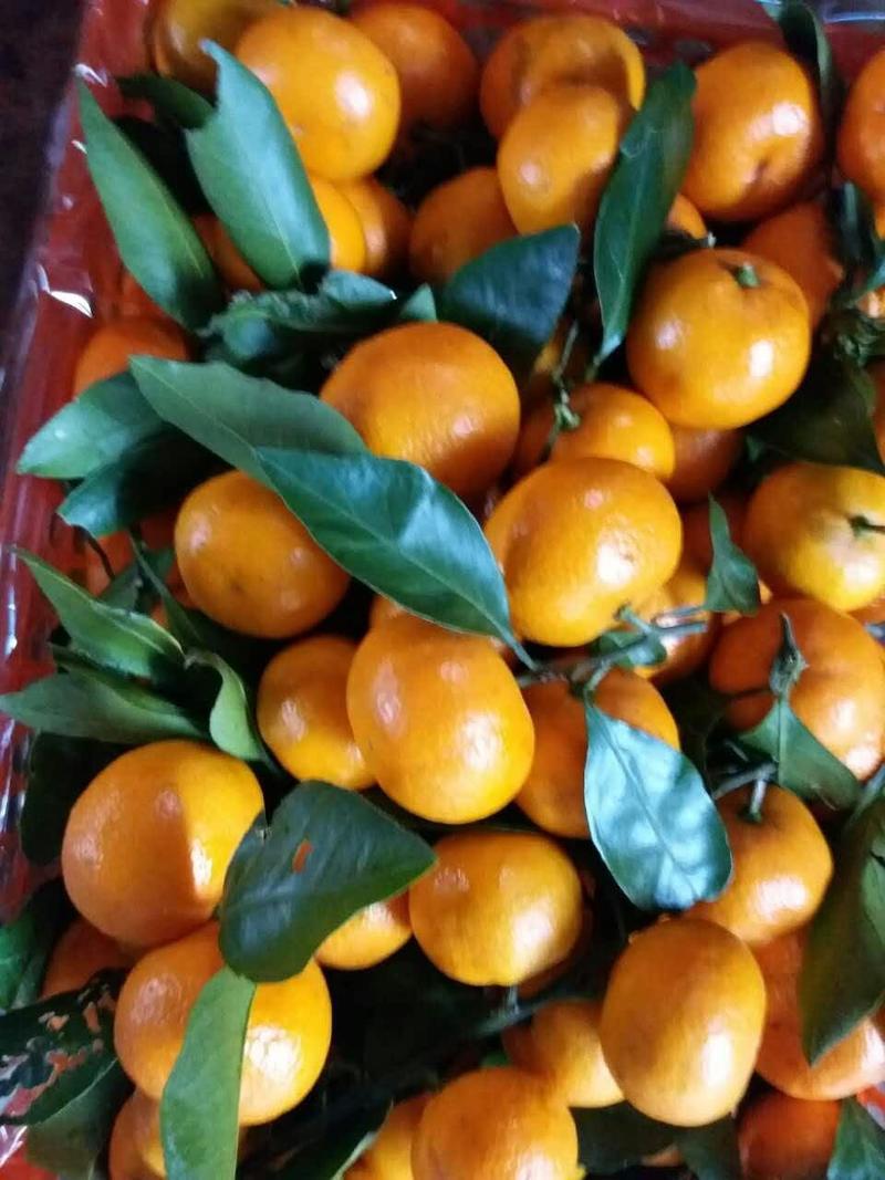 柑橘大分蜜橘产地货源充足诚信经营货发全国欢迎来电咨询