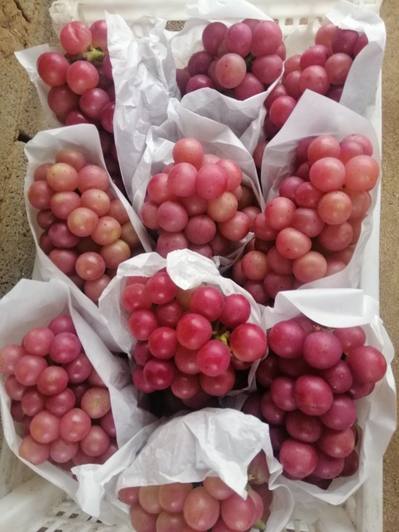 巨峰葡萄，大量上市，量大价优