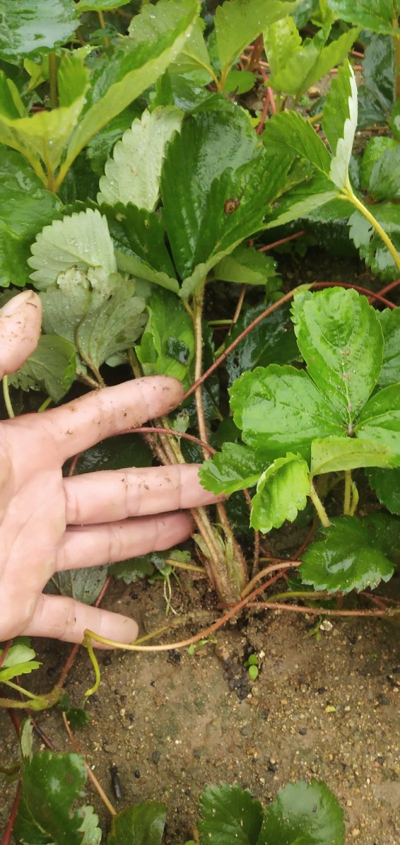 甜查理草莓苗，章姬(甜宝)红颜，妙香草莓苗，根细发达