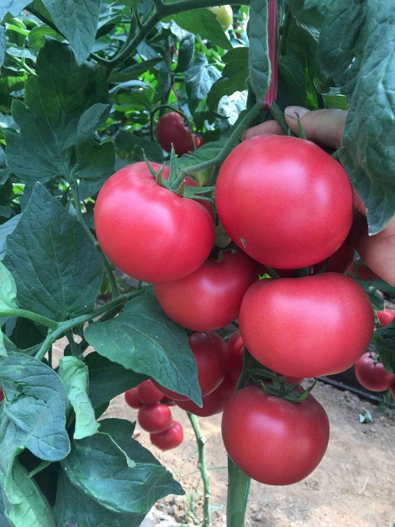 大量供应大红西红柿苗，秋延迟品种，耐热抗病毒，大果西红柿