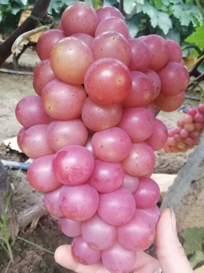 巨峰葡萄，大量上市，量大价优