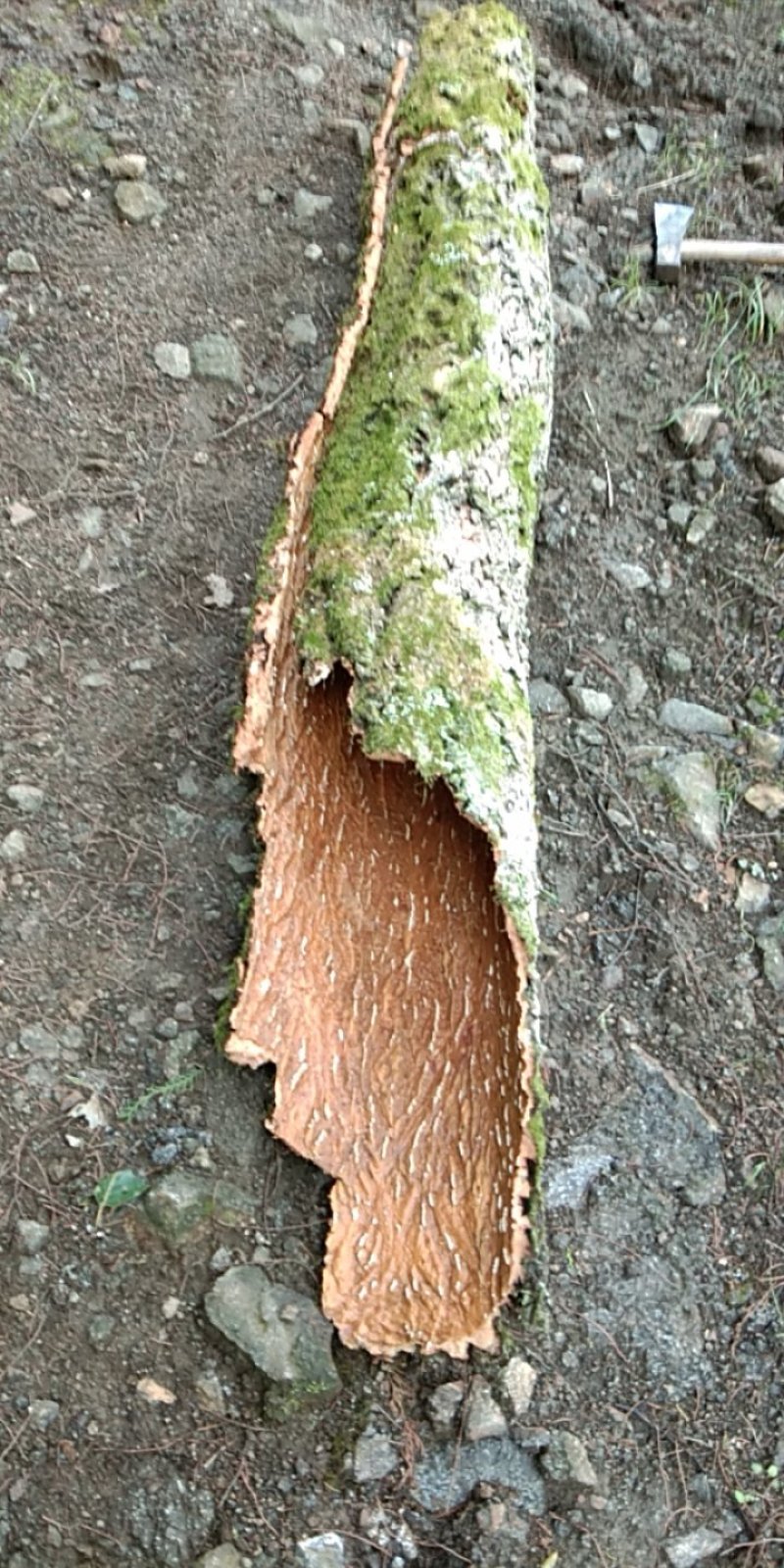橡木树皮需要加我联系方式